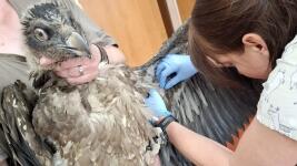 španělskoVeterinární kontrola a odběr vzorků před transportem